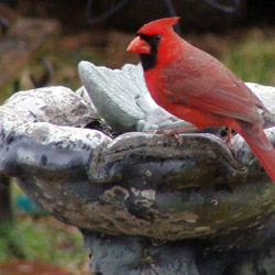Birdscaping_2