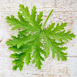 citronella leaf on grunge wood