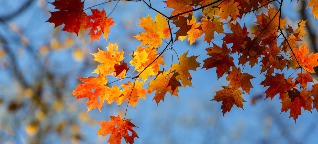 Wendell Niepagen Greenhouses - The place to go for things