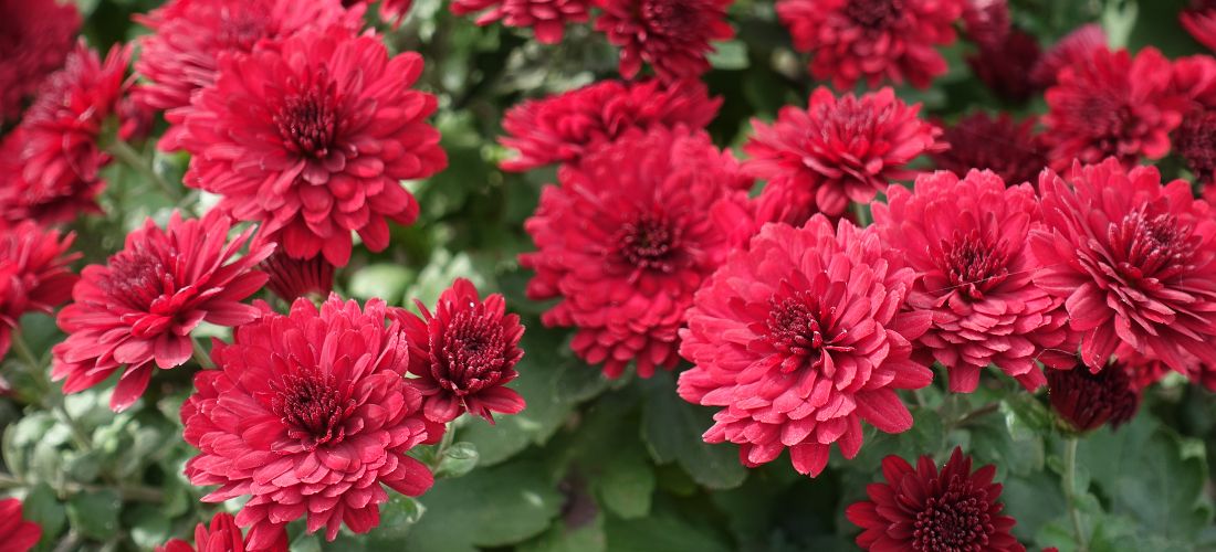 ☘️aiiKEN73*Garden☘️AG202511 Contact — The Garden Kingdom