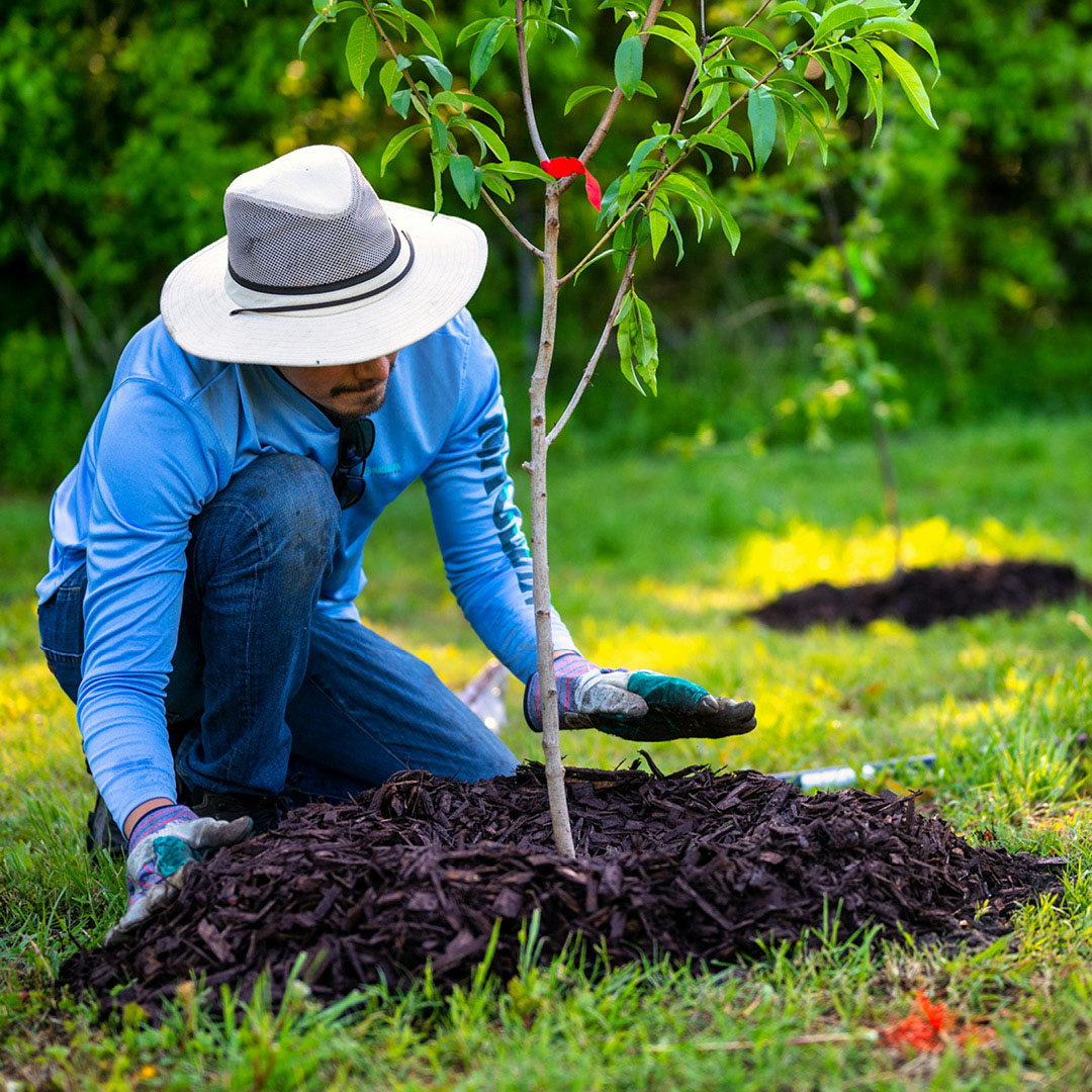 GCS DWP Article Best Time To Mulch image 2