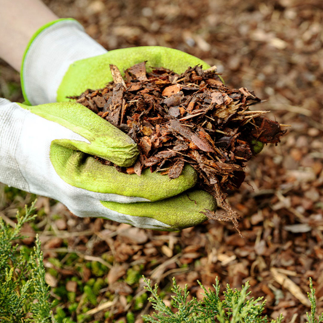 GCS DWP Article Best Time To Mulch image 3